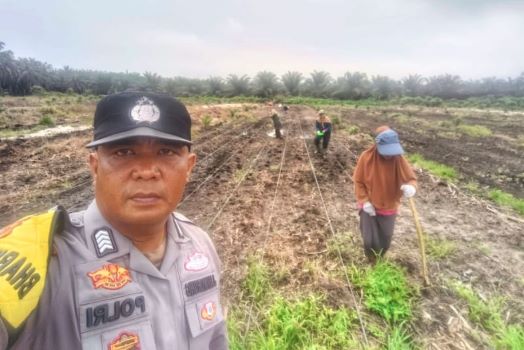 Polsek Kandis dan Poktan Ayu Makmur Tanam Jagung di Atas Lahan 15 Ha
