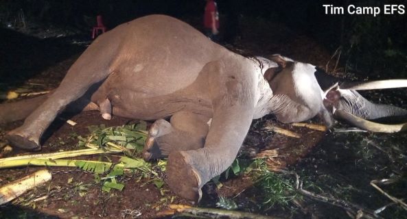 Gajah Jinak Bernama Indro Berusia 45 Tahun Mati di Camp Flying Squad TNTN